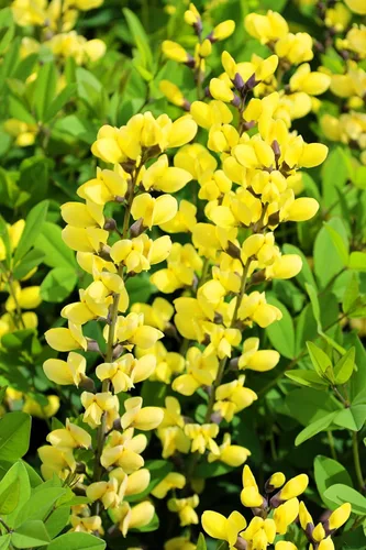 Vista 6 de 25 semillas de flores de índigo falso índigo silvestre amarillo Baptisia Tinctoria