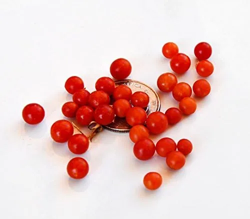 Vista 3 de Más de 20 semillas de tomate de grosella más pequeña del mundo, temprano, reliquia sin OMG, raras, tempranas, vigorosas, dulces, indeterminadas