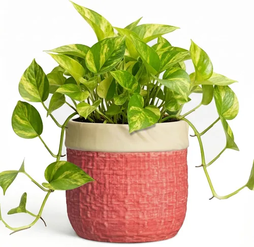 Vista 35 de Macetas de cerámica para plantas, maceta de 6 pulgadas para plantas suculentas de interior, macetas redondas con orificio de drenaje, macetas Azul