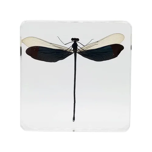 Vista 10 de Especímenes reales de cigarras en resina, pisapapeles artesanales, colección de taxidermia de animales para educación científica y adorno de cicada