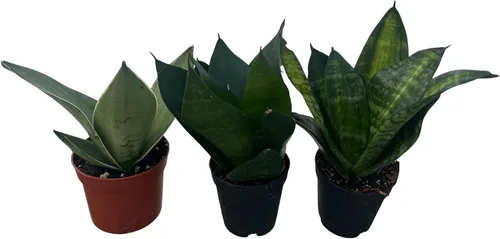 Vista 3 de Birdsnest Snake Plant Collection - Sanseveria - 3 plantas que crecen en macetas de 2 pulgadas