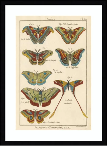 Vista 10 de Amanti Art Lienzo decorativo para pared enmarcado de 24 x 18 pulgadas, diseño de mariposas de naturaleza III de historia, arte de pared de animales