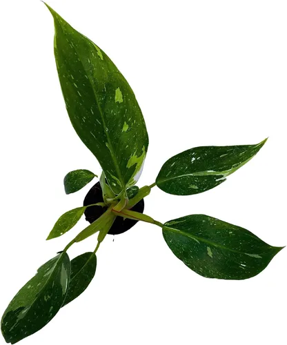 Vista 2 de BubbleBlooms White Knight Philodendron, Philodendron Erubesens Hybrid - Maceta híbrida de 2 pulgadas