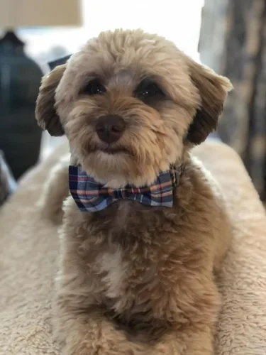 Vista 7 de Lionet Paws Collar para perro y gato con corbata de moño, hebilla de plástico ajustable, collar de cuadrícula para perros pequeños, medianos