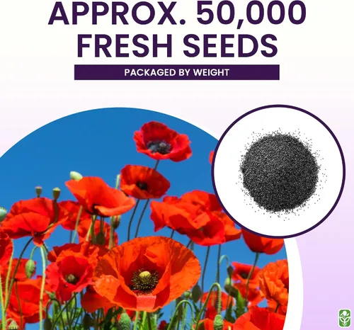 Vista 3 de Semillas de amapola roja de Flandes para la plantación - Más de 50.000 semillas de flores frescas - Cultivadas en los EE. UU. - Flor silvestre