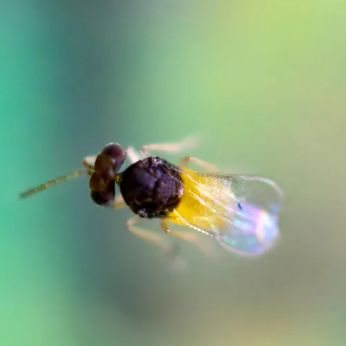 Vista 2 de 1,000 huevos de Encarsia Formosa para el control de la mosca blanca