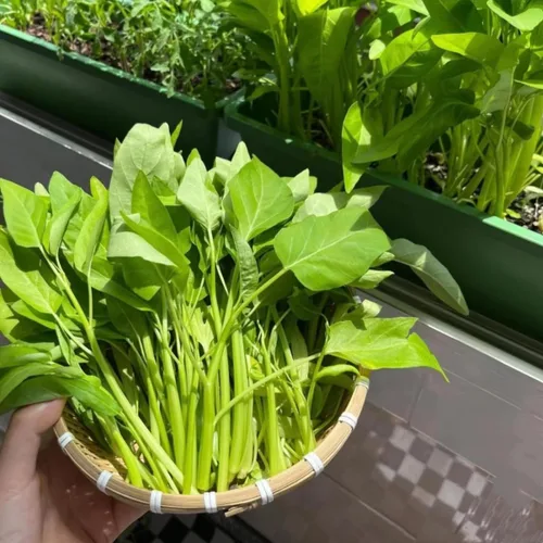 Vista 2 de Más de 1200 semillas de vegetales Kong Xin CAI de agua, espinacas Kangkong, deliciosas semillas de vegetales para plantación de hojas verdes