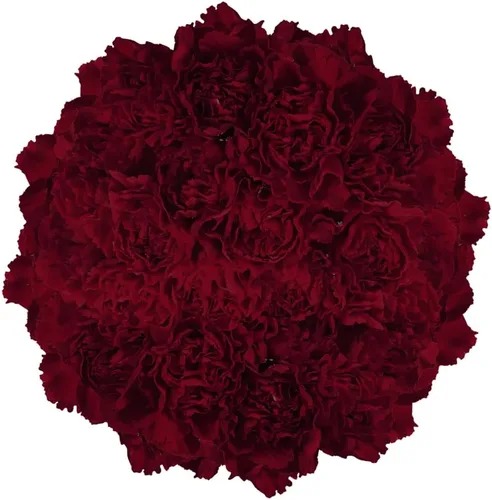 Vista 4 de GlobalRose 100 flores de clavel color burdeos, claveles de origen responsable, flores frescas seleccionadas a mano para graduación, aniversario
