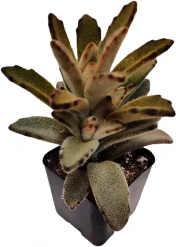 Vista 14 de Plantas de cactus suculentas vivas de USKC (maceta de 2 pulgadas) (Adromischus Maculatus)