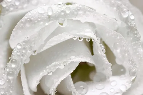 Vista 4 de White Rose Water Hydrosol – Agua de rosas búlgara destilada natural pura y natural vegana, a granel, spray hidratante en aerosol para la cara