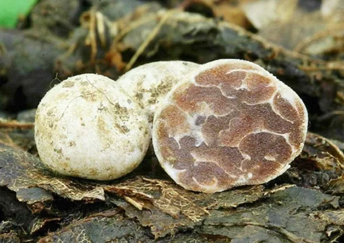 Vista 2 de Más de 100 hongos de trufa blanca Esporas de desove micelio - Gris hongo