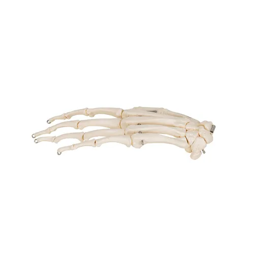 Vista 8 de 3B Scientific Esqueleto de mano A40 montado en alambre - 3B Smart Anatomy