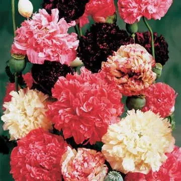 Vista 13 de Park Seed Semillas de plantas de flores de amapola, fáciles de cultivar, perfectas para jardín de primavera, gris increíble, paquete de 100