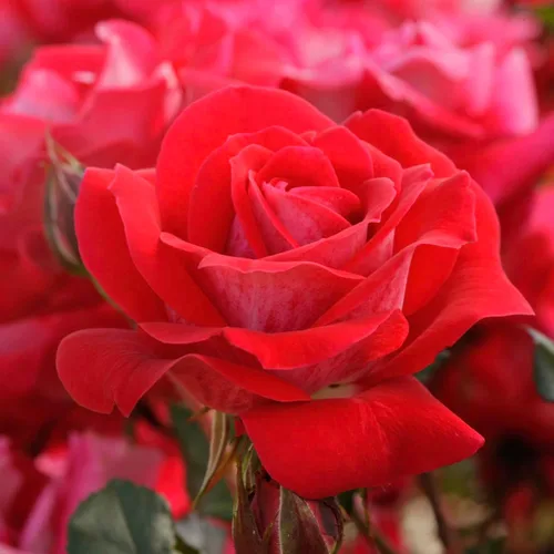 Vista 2 de SPRING HILL NURSERIES - Take It Easy - Rosa de árbol de raíz desnuda inactiva de 24 pulgadas (paquete de 1)