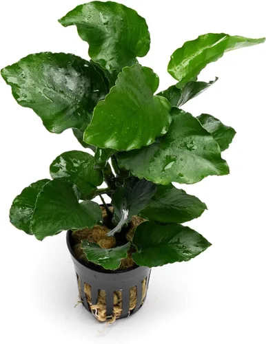 Vista 12 de SubstrateSource Plantas vivas – Anubias Hastifolia (Anubias hastifolia) – Luz baja a moderada, hojas en forma de flecha de color verde medio a