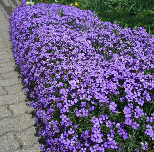 Vista 5 de 500 semillas de flores de color violeta dulce para plantar al aire libre sin OMG