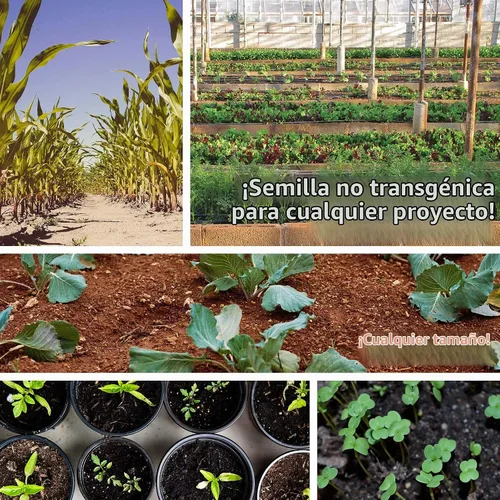 Vista 8 de Mountain Valley Seed Co - Lata de huerta de más de 50,000 semillas, 16 variedades