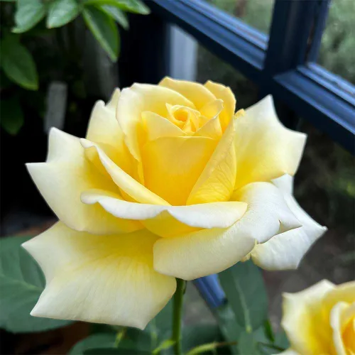 Vista 4 de Heirloom Roses Yellow Rose Bush - Robert Bruce Planta amarilla viva para plantar al aire libre
