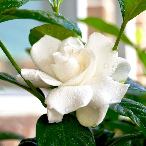 Vista 2 de Planta viva Perfect Plants August Beauty Gardenia, maceta de 1 galón