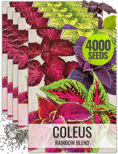 Vista 10 de Seed Needs - Semillas de cretonas, mezcla arcoíris (Coleus blumei), 2 paquetes de 800 semillas cada uno
