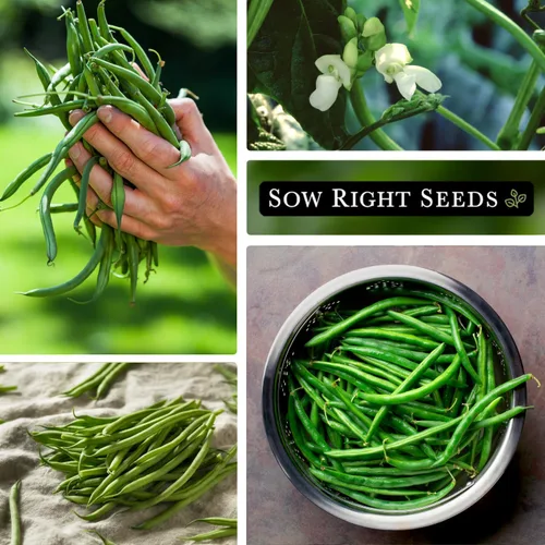 Vista 4 de Sow Right Seeds - Semillas de frijol Wonder Pole de Kentucky para plantar - Paquete de reliquia sin OMG con instrucciones para plantar un huerto