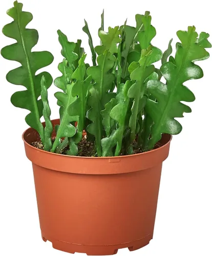 Vista 13 de Succulent Elephant Bush - Planta viva Plantas de interior en maceta de 4 Suculento Elefante Arbusto