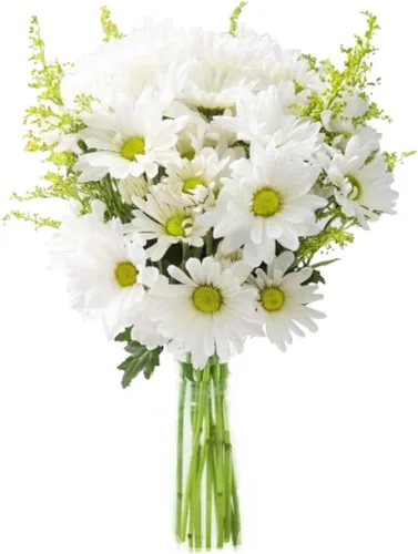 Vista 10 de KaBloom - Ramo de belleza abundante de margaritas blancas frescas con jarrón - Flores frescas para cumpleaños, San Valentín y Día de la Madre