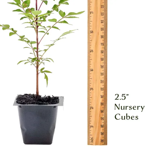 Vista 8 de 1 árbol de pistache chino Árbol joven vivo en cubo de vivero de 2.5 pulgadas Variedad Pistacia Chinensis Toldos de sombra caducifolios