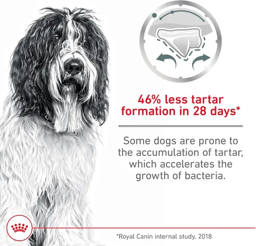 Vista 2 de Royal Canin Canine Care Nutrition - Alimento seco para perros adultos