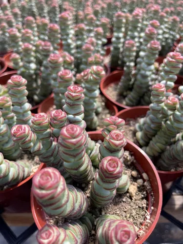 Vista 4 de The Succulent Cult - Collar de bebé de Crassula de 4 pulgadas, plantas suculentas raras totalmente arraigadas en suelo suculento, planta de casa