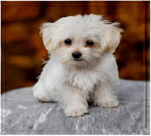 Vista 7 de 3dRose 22x30 Toalla de baño de mano para piscina - Maltés. Lindo cachorro. Perros