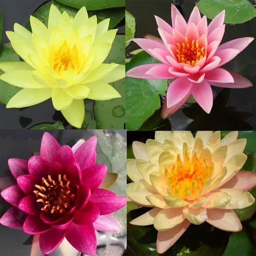 Vista 2 de 100 semillas de loto mixtas, semillas de loto acuáticas perennes para plantar, flores de loto bonsái para interiores y exteriores, flores de lirio