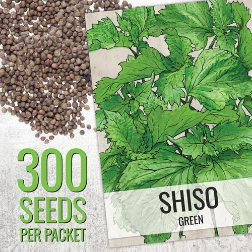 Vista 3 de Seed Needs Shiso - Semillas de hierbas variadas, paquete de 2 sin OMG y perilla de reliquia