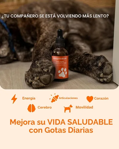 Vista 3 de Suplemento de longevidad para perros NAD+ y NMN - Salud de las articulaciones, vitalidad y envejecimiento saludable - Tecnología nanoliposomal