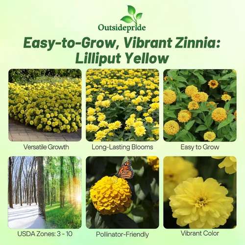 Vista 2 de Outsidepride - Zinnia Elegans, 1000 semillas anuales, Lilliput Yellow, flores para plantar, color amarillo