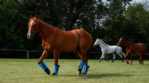 Vista 2 de Botas Warrior Fly (Knight Warrior, Rojo)