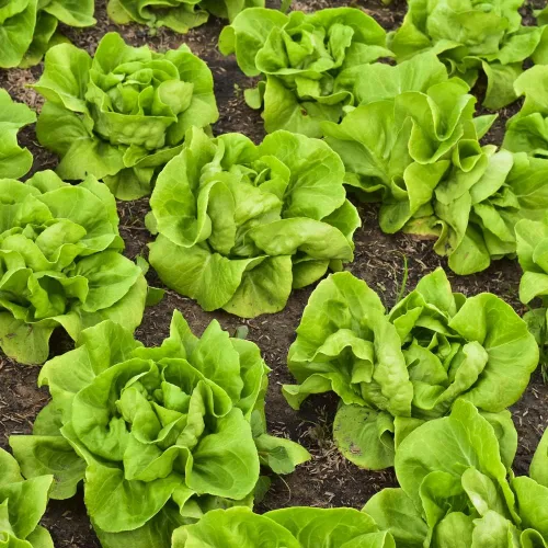 Vista 4 de Semillas de Lechuga (Buttercrunch) (2300 Semillas)