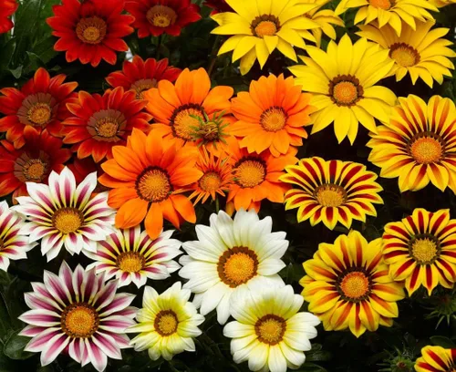 Vista 2 de Semillas Treasure Flower Mix (Gazania) Flores anuales para plantar