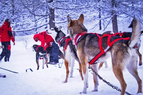 Vista 6 de Neewa Arnés X-Back Racing – Grande, rojo Equipo duradero para esquiar en trineo para perros Ajuste cómodo ajustable Cuello 17 pulgadas, pecho