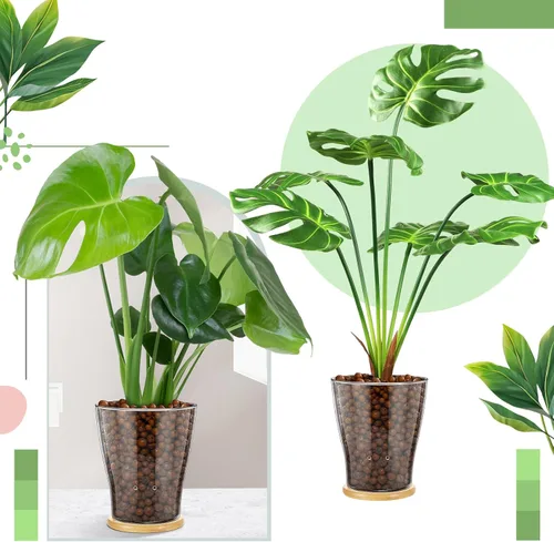 Vista 3 de Macetas de orquídea de vidrio con agujeros y bandeja de bambú con control de nivel de agua Maceta de vidrio transparente semi hidropónica con raíces