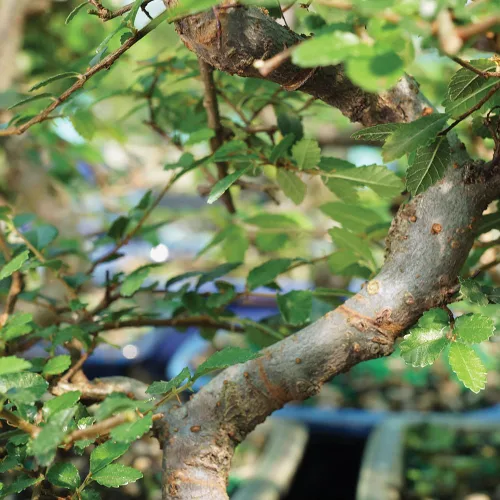 Vista 2 de Brussel's Bonsai Árbol bonsái de olmo chino vivo, al aire libre, paquete de 2 – pequeño, 5 años de edad, 6 a 8 pulgadas de alto – incluye macetas