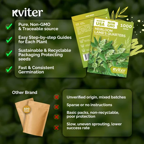 Vista 5 de KVITER 1000 semillas de quinua de cordero (Chenopodium Album) - Hierbas comestibles autóctonas, ideales para jardines de hierbas orgánicas