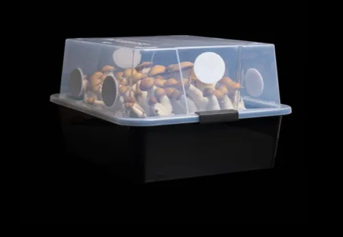 Vista 2 de Kit de Cultivo Mushroom Monotub Grande 66Q Kit Completo de Cultivo de Hongos para Hongos Amantes del Estiércol Incluye 2 Bolsas de Spawn