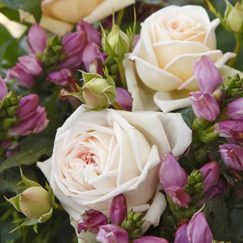 Vista 2 de Rosas Grandiflora, Planta de raíz propia viva, Parfuma® Madame Anisette™