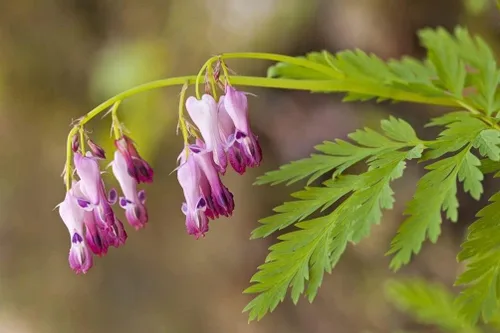 Vista 4 de Más de 20 semillas de corazón sangrante mixto Dicentra Spectabilis Shade