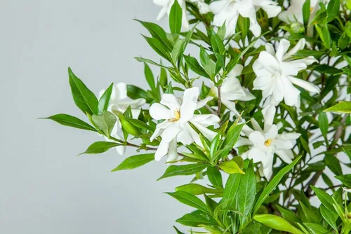 Vista 4 de Planta viva resistente a las heladas Gardenia de Perfect Plants, maceta de 1 galón Gardenia a prueba de heladas