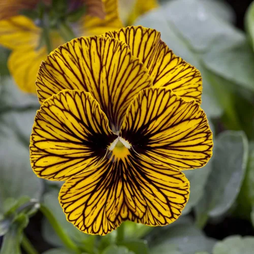 Vista 13 de Eden Brothers Johnny Jump Up Seeds