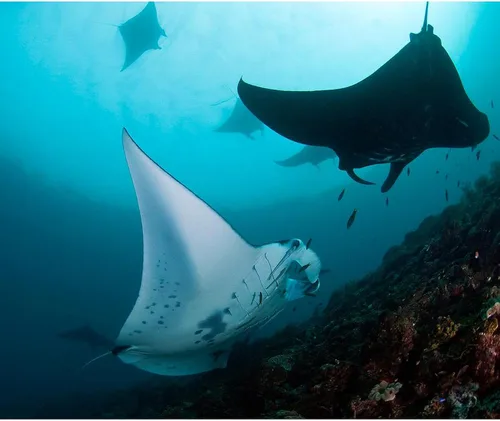 Vista 2 de CafePress Manta Rays - Manta de forro polar súper suave, 60 x 50 pulgadas