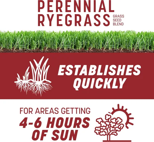 Vista 2 de Pennington Smart Seed Raigrás perenne 3 libras