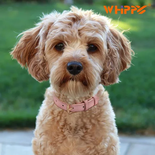 Vista 4 de WHIPPY Collar de cuero para perro pequeño, mediano y grande, ajustable, suave, transpirable, acolchado, de cuero con hebilla de aleación, resistente